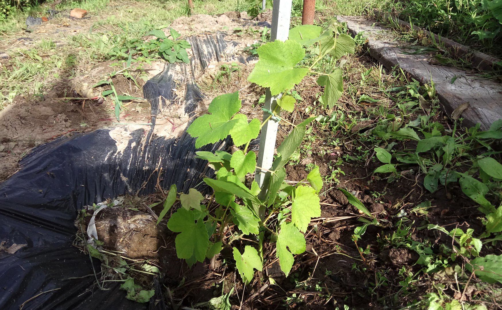 Эйнсет Сидлис.jpg