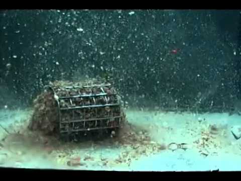 emvideo-youtube-7HnEWtTbBek_1.jpg