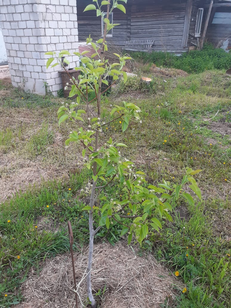 еще яблоня..jpg