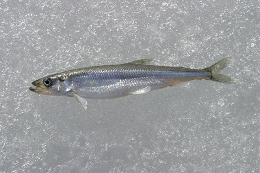european-smelt.jpg