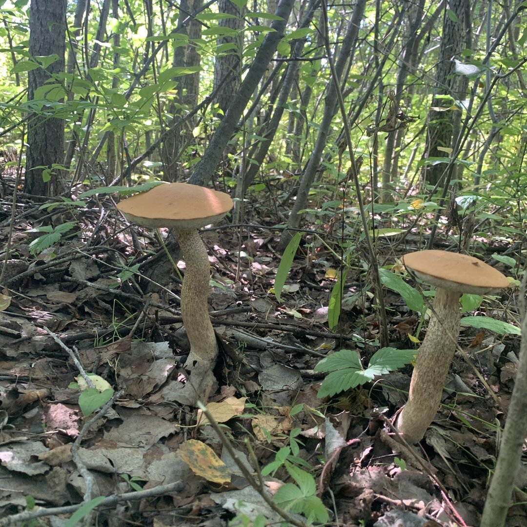 F31281CB-7C0E-42D4-A8E9-59623D7A4545.jpeg