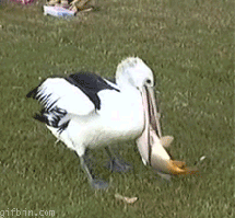 file.gif
