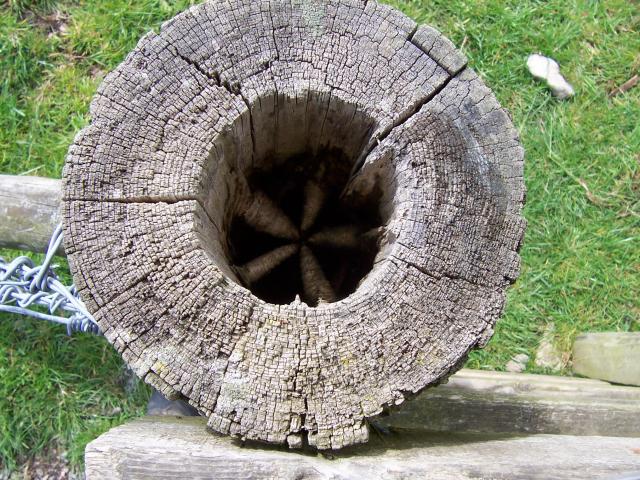 Five_wood_knots_in_a_fence_post_-_geograph.org.uk_-_435176.jpg