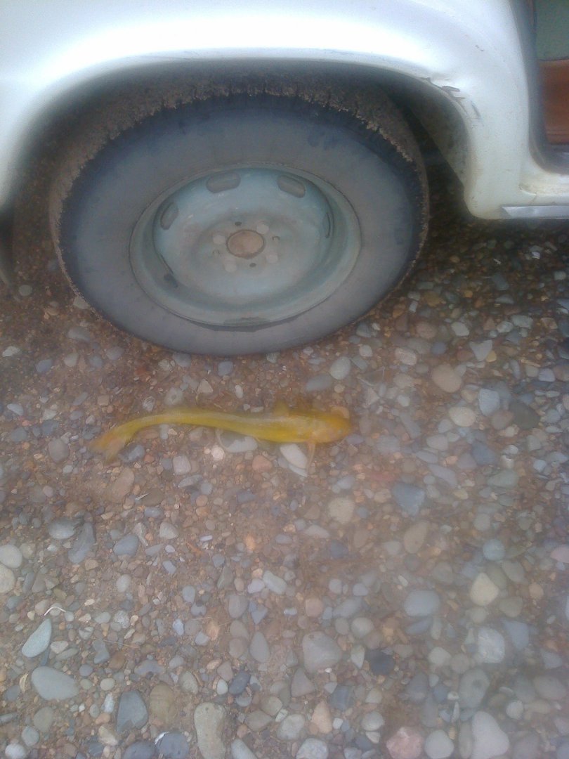 Фото0427[1].jpg