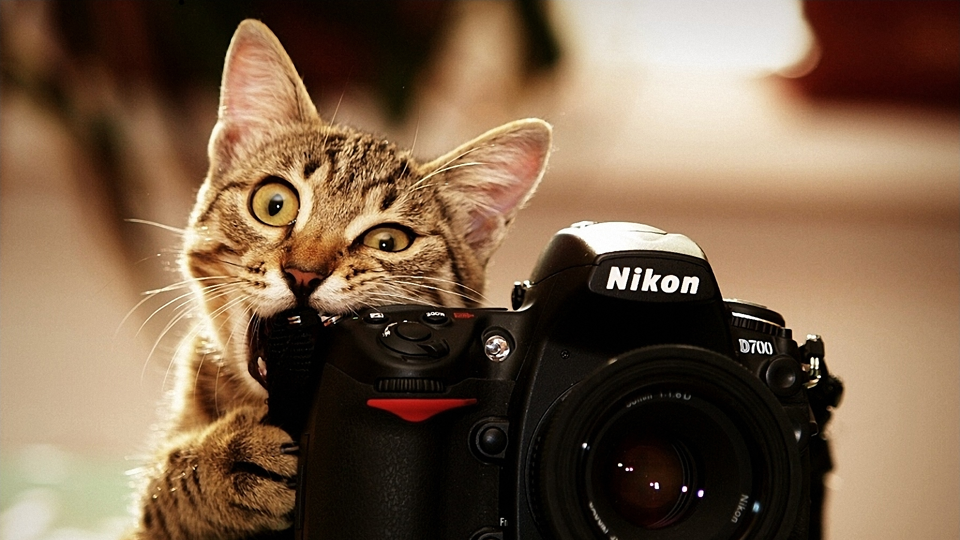fotograf-oboi.jpg