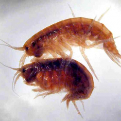 Gammarus.jpg