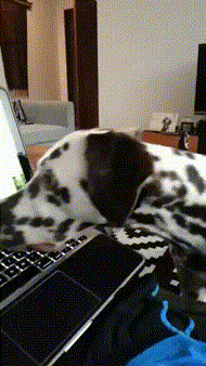 где шенки.gif