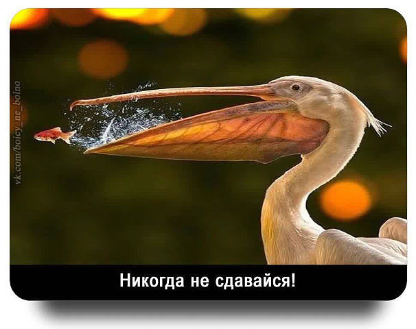 getImageHBNHT41A.jpg