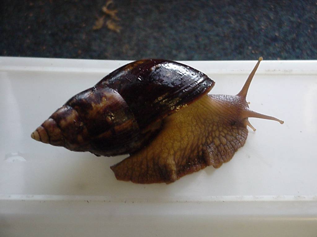 giant snail.jpg