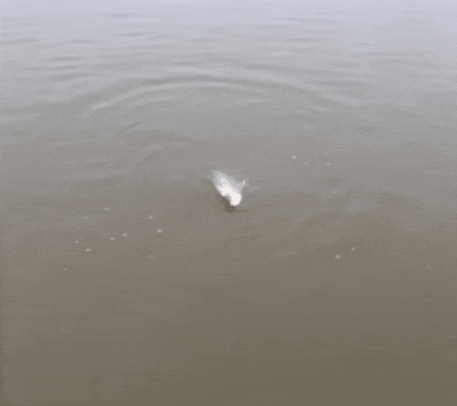 GIF_20250427_121042_685.gif