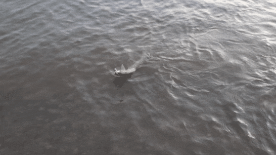 GIF_20260612_222922_917.gif