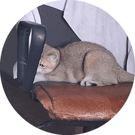 GIF_20260701_002722_977.gif