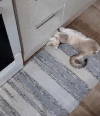 GIF_20260701_003151_567.gif