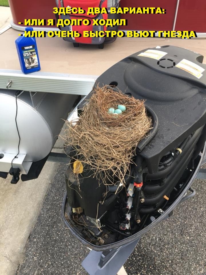 Гнездо.jpg