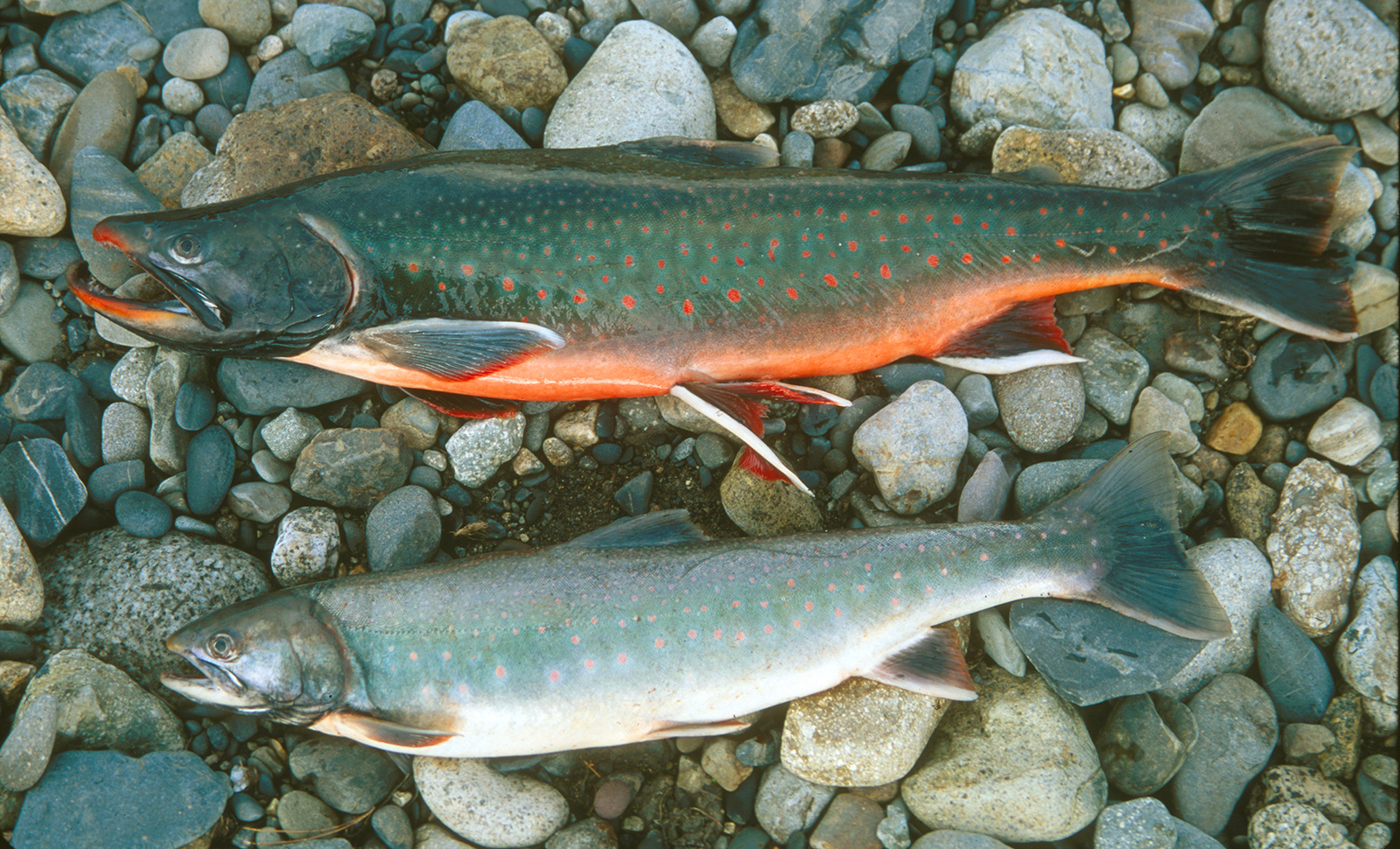 Как выглядит рыба голец фото Как выглядит рыба голец фото