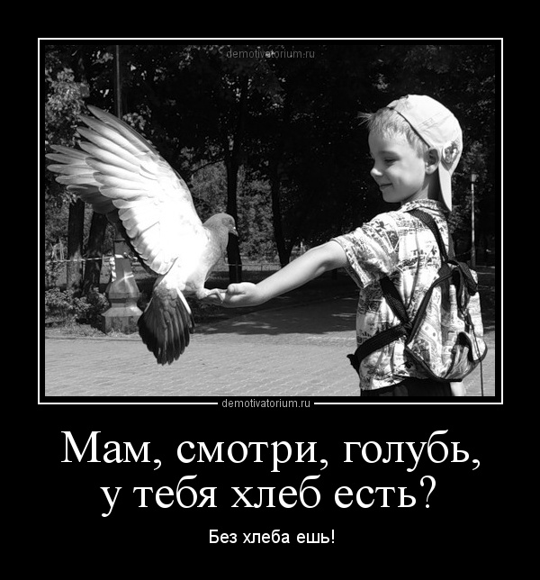 голубь.jpg