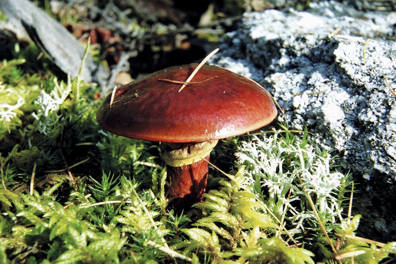 Мурманские грибы фото и названия Мурманские грибы фото и названия