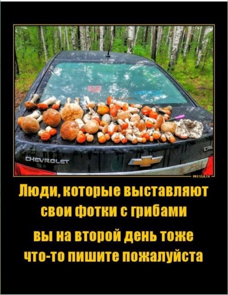 Грибы1.jpg