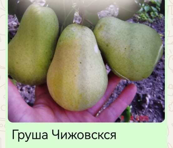 груша 1.jpg
