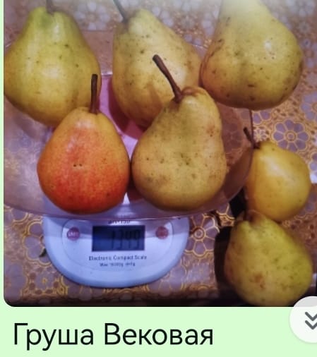 груша 2.jpg