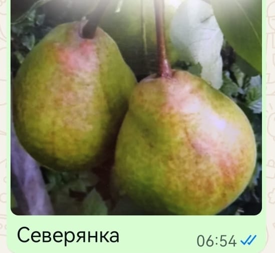 груша.jpg