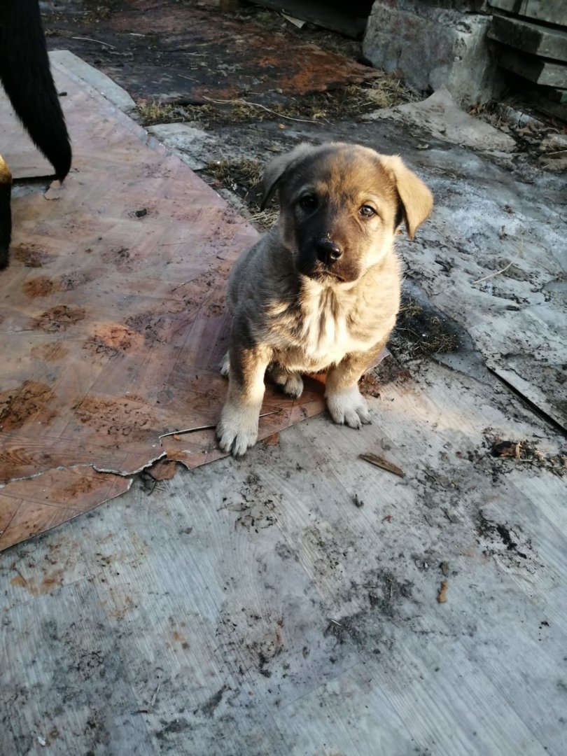 Грустные глаза.jpg