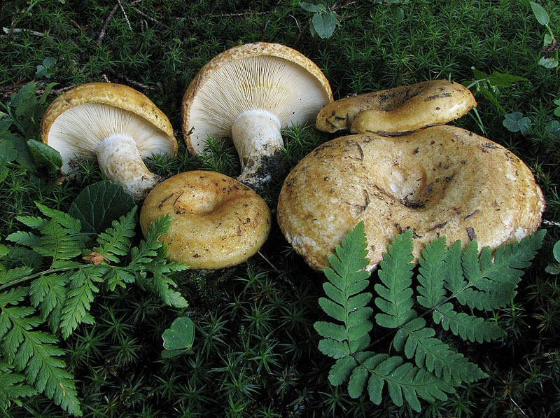 gruzd_zolotisto_zhjoltyj_lactarius_scrobiculatus.jpg