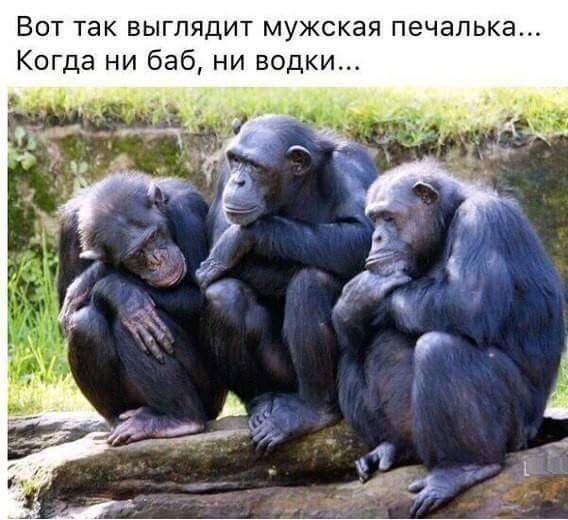 гш.jpg