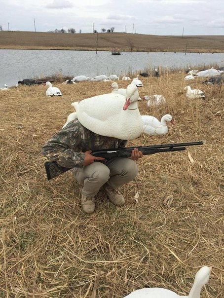 гусь.jpg