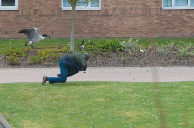 гусь негр 1.jpg