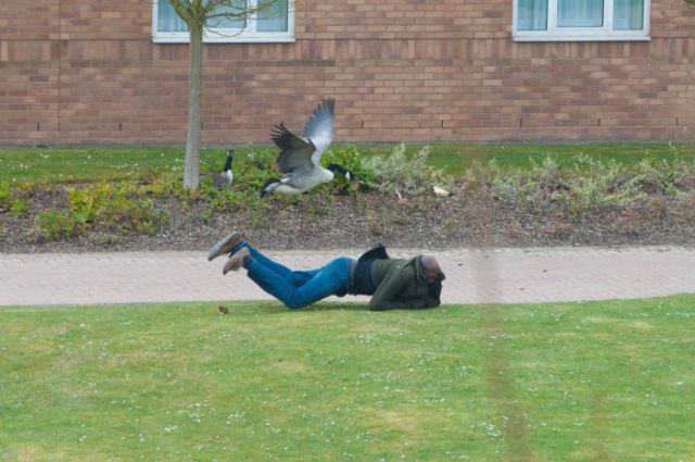 гусь негр 2.jpg