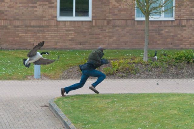 гусь негр.jpg