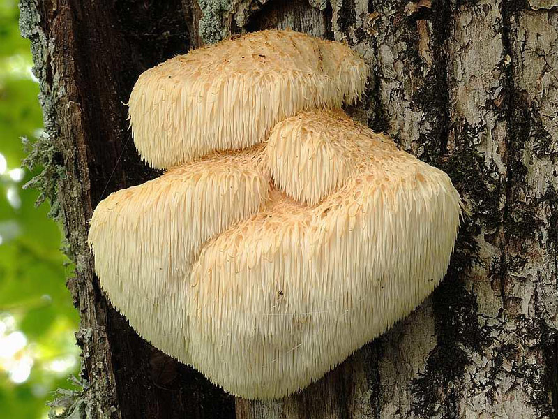 Hericium erinaceum1.jpg