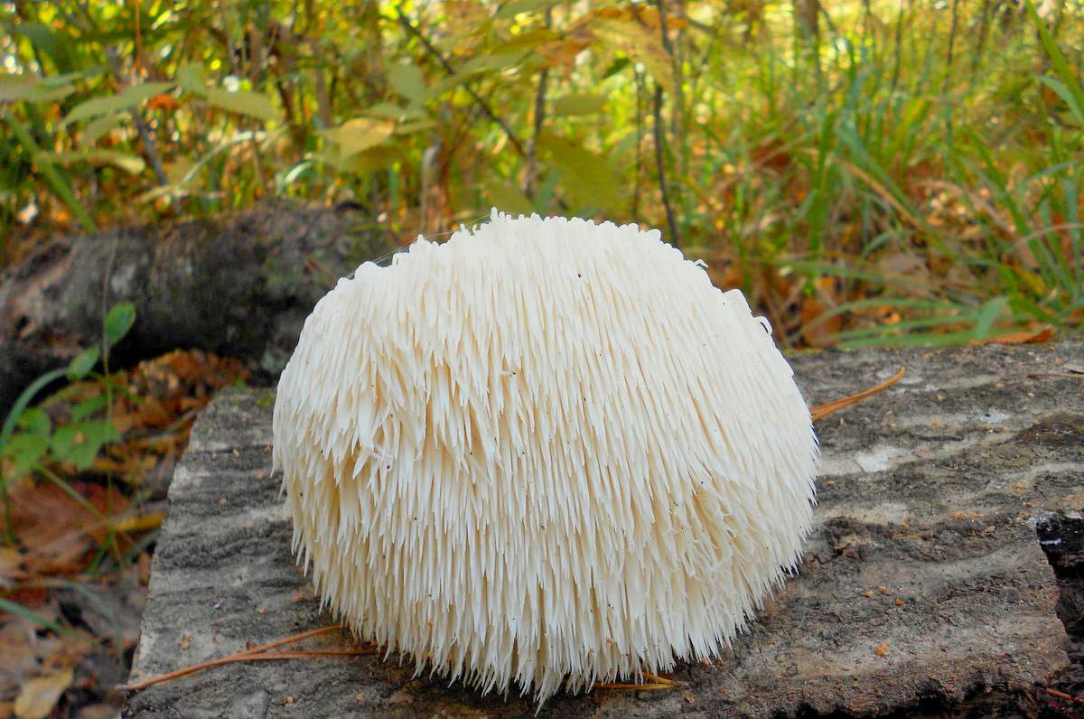 hericium-erinaceus-004.jpg