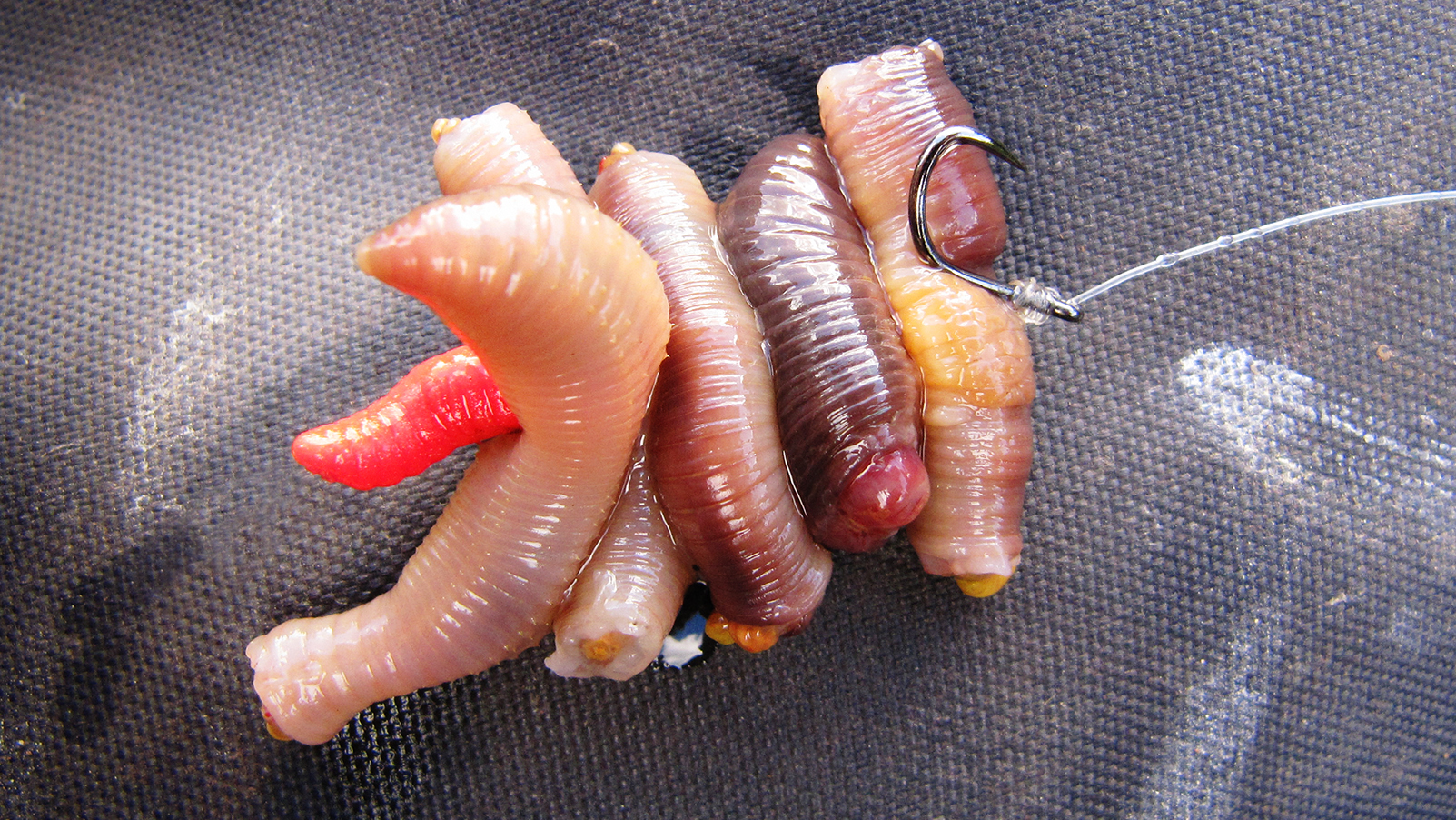how-i-present-lobworms-for-bigger-species (1).jpg