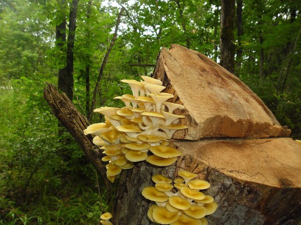 �������� ����� ������� ���� ��������