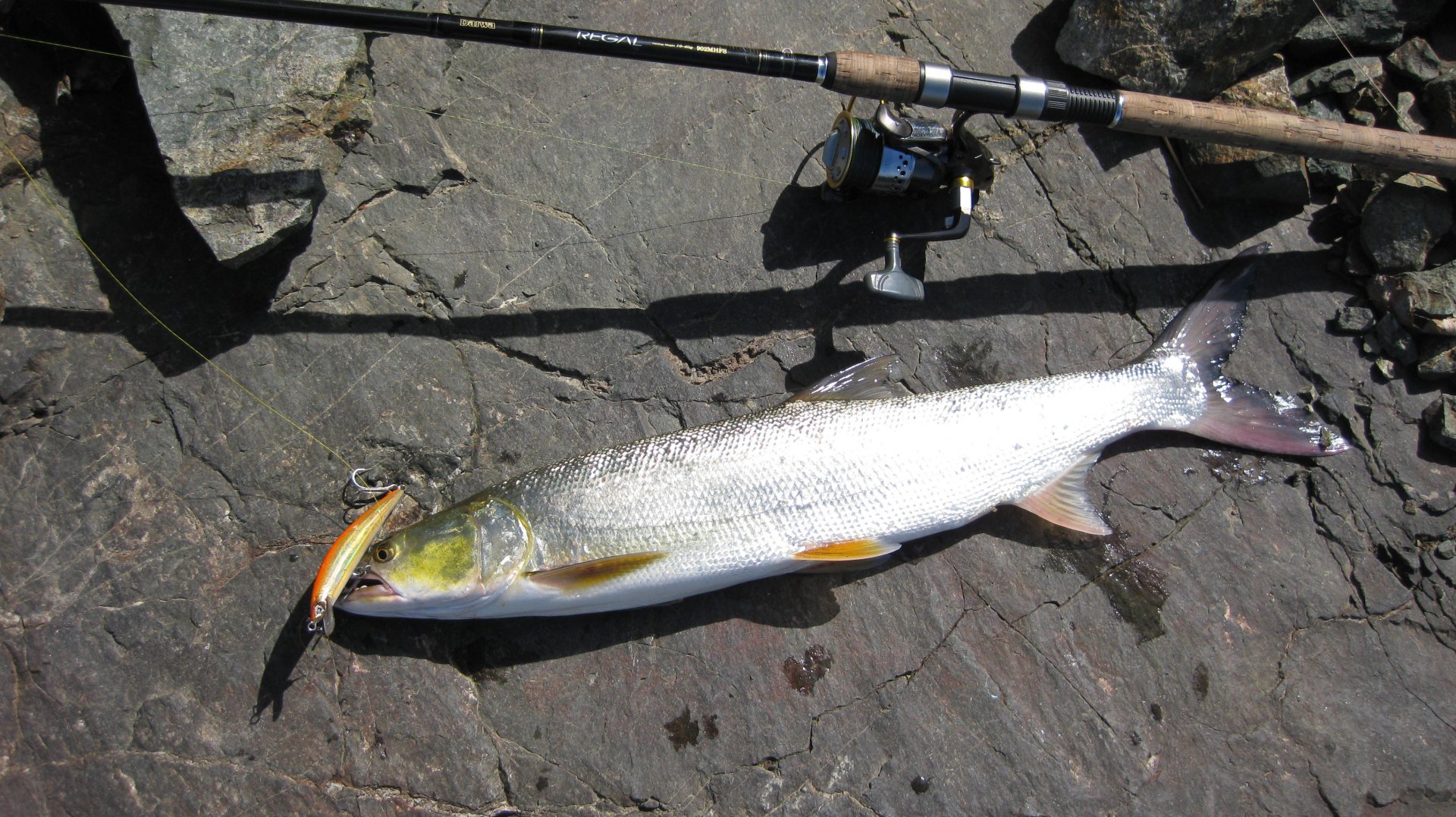 июн19 хумми1.JPG