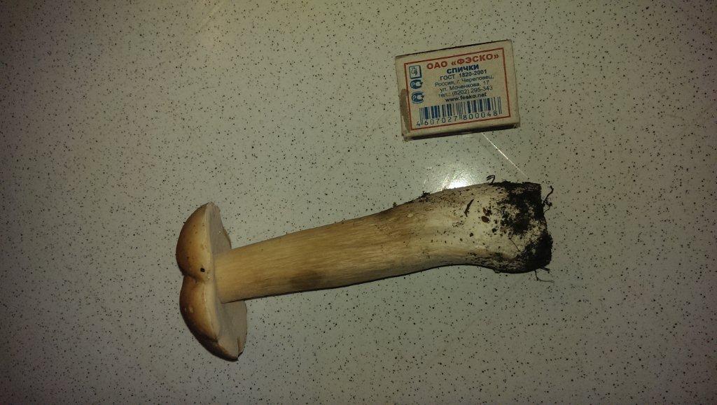 IMAG0387.jpg