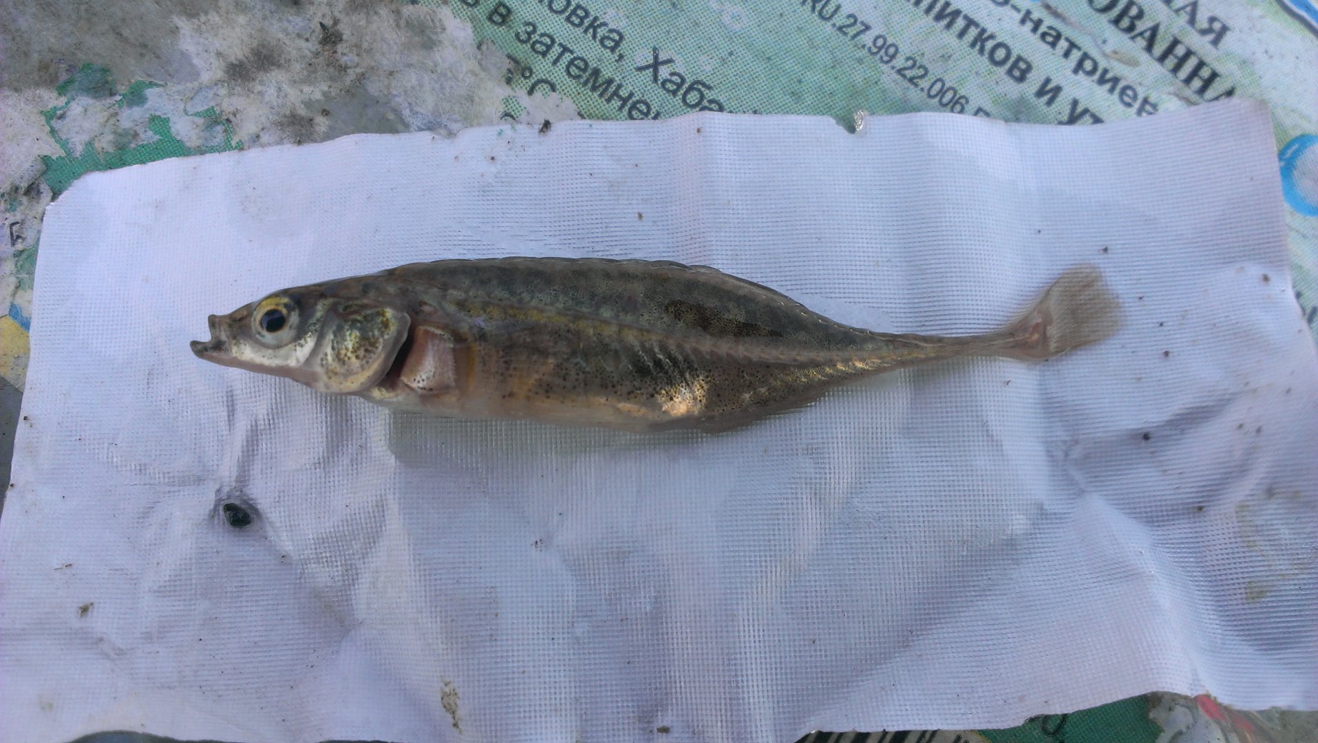 IMAG0633.jpg