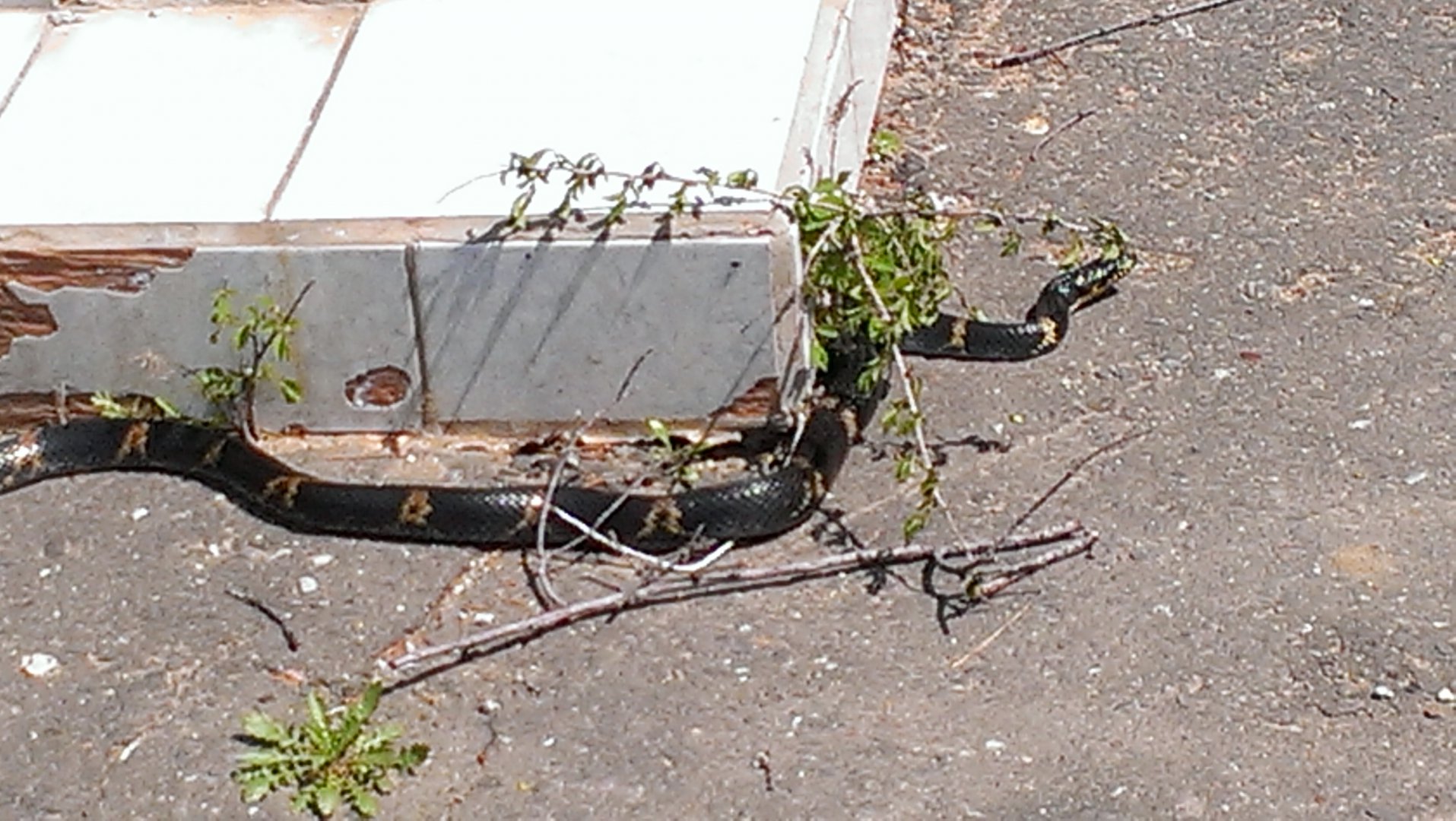 IMAG0655.jpg