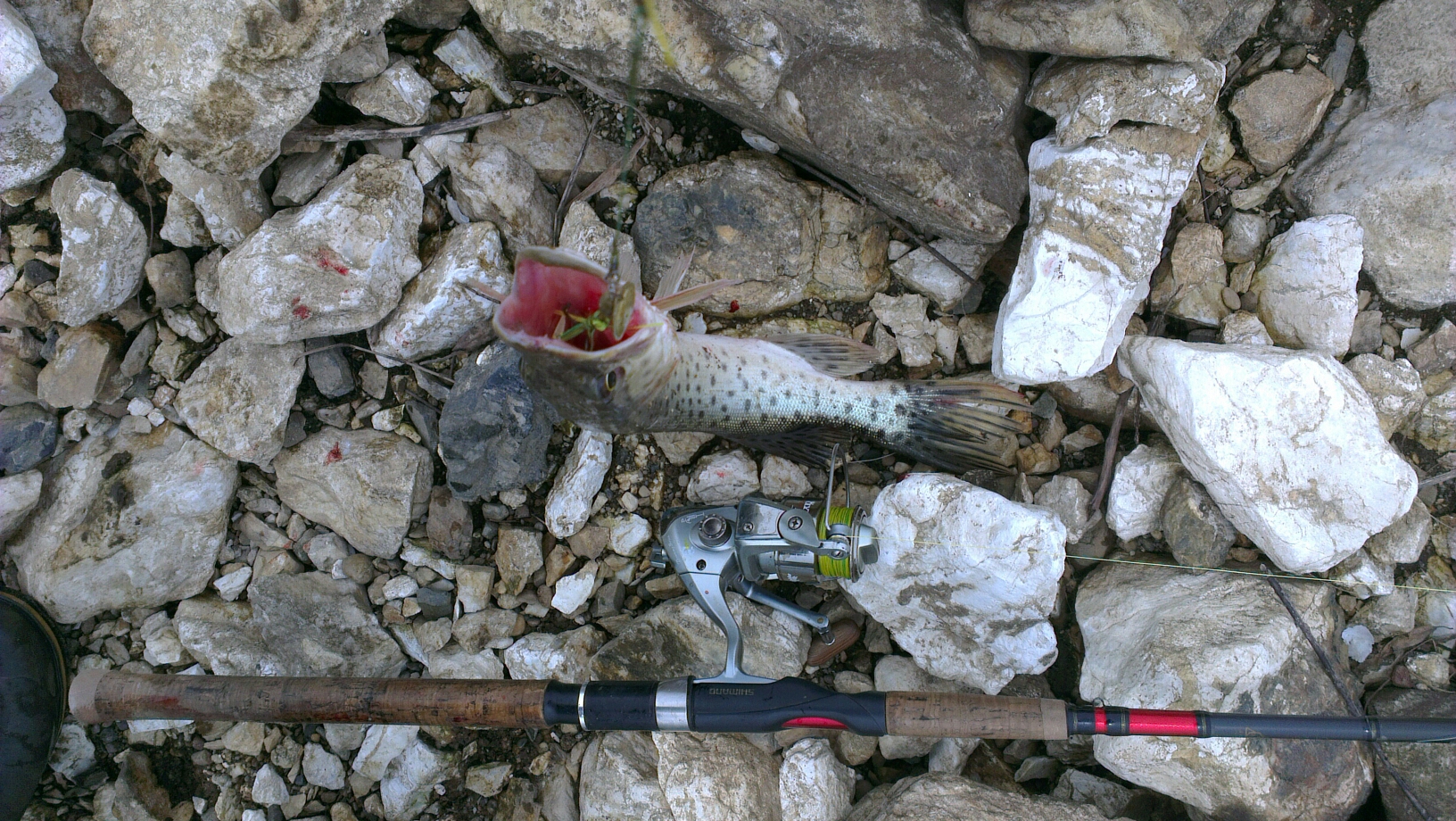 IMAG0811.jpg