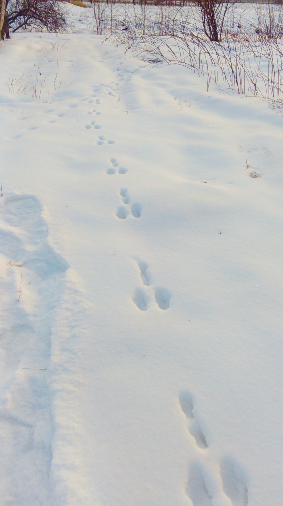 IMAG1004 сжат.jpg