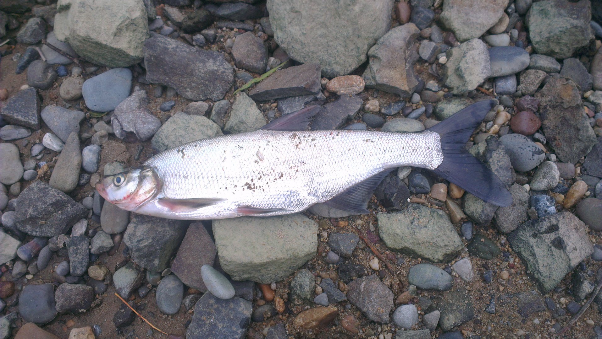 IMAG3054.jpg