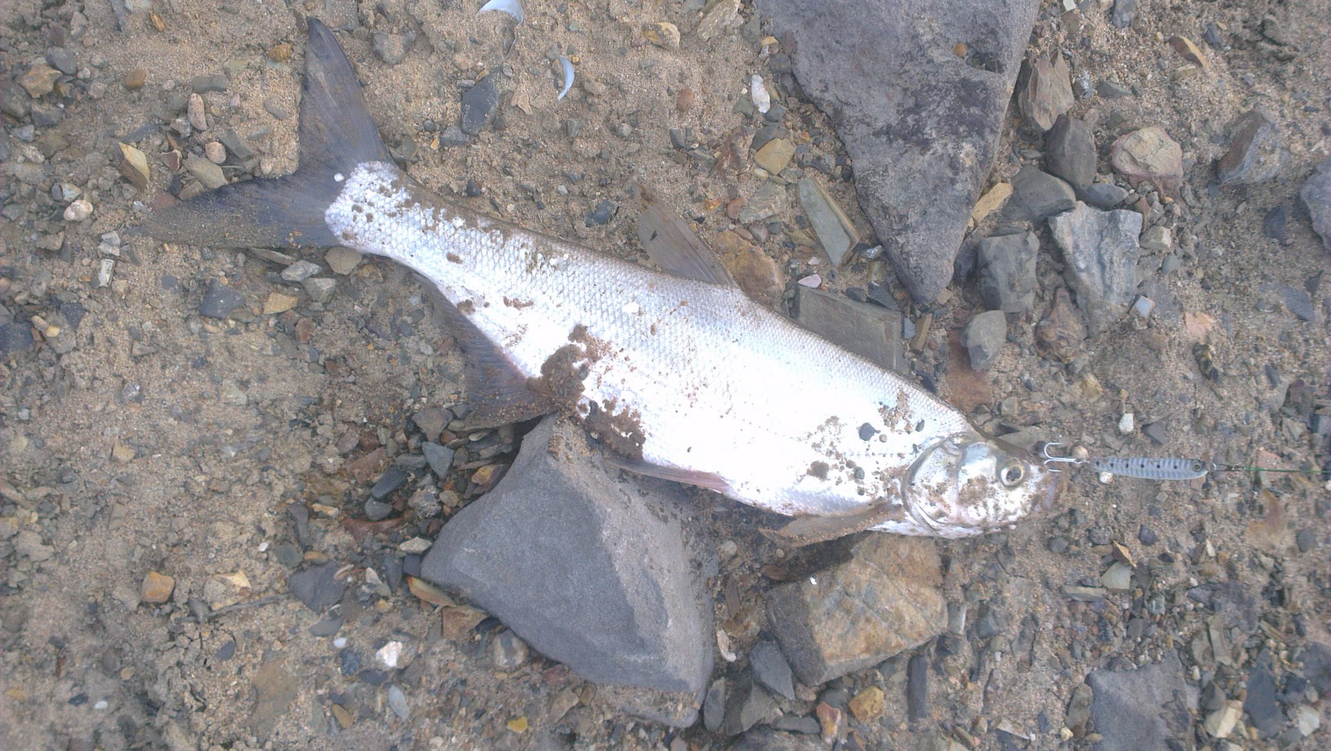 IMAG3245.jpg