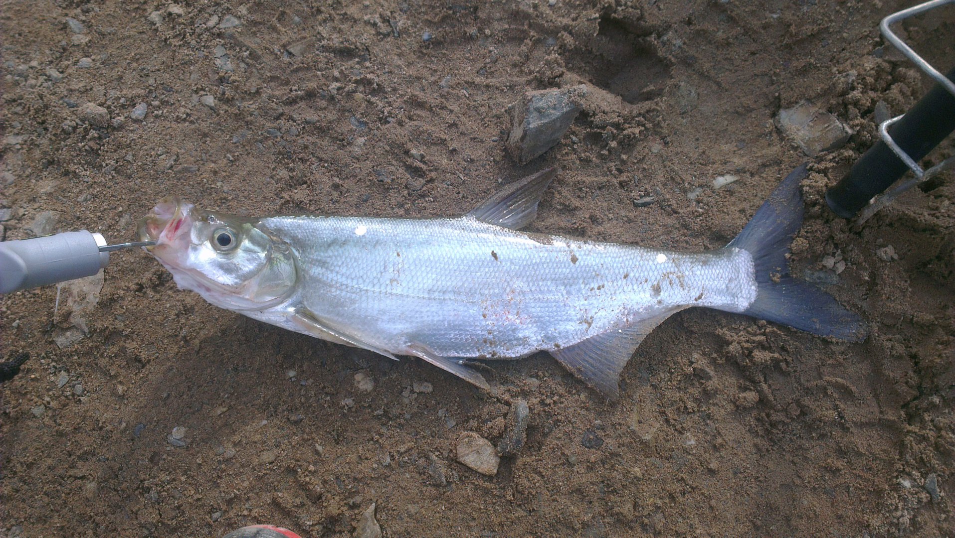 IMAG3253.jpg