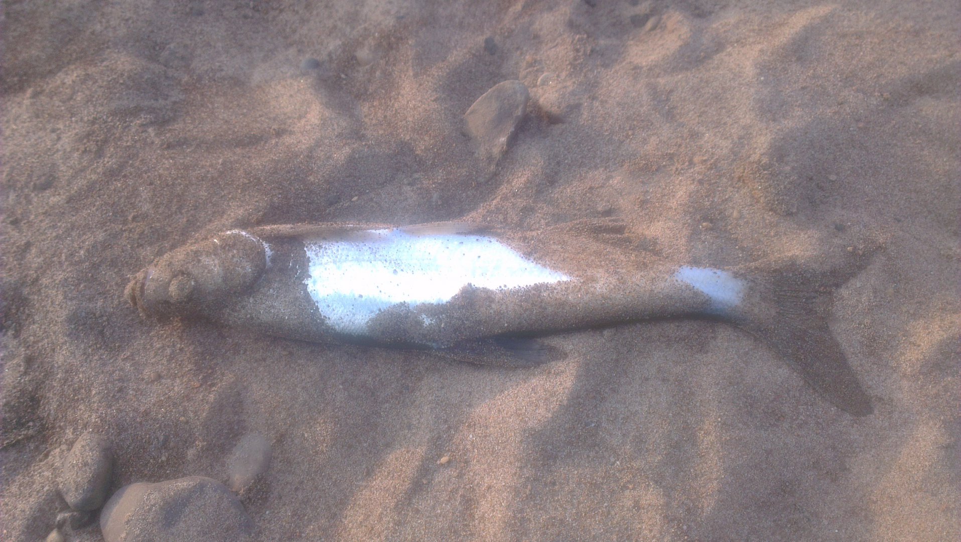 IMAG3281.jpg
