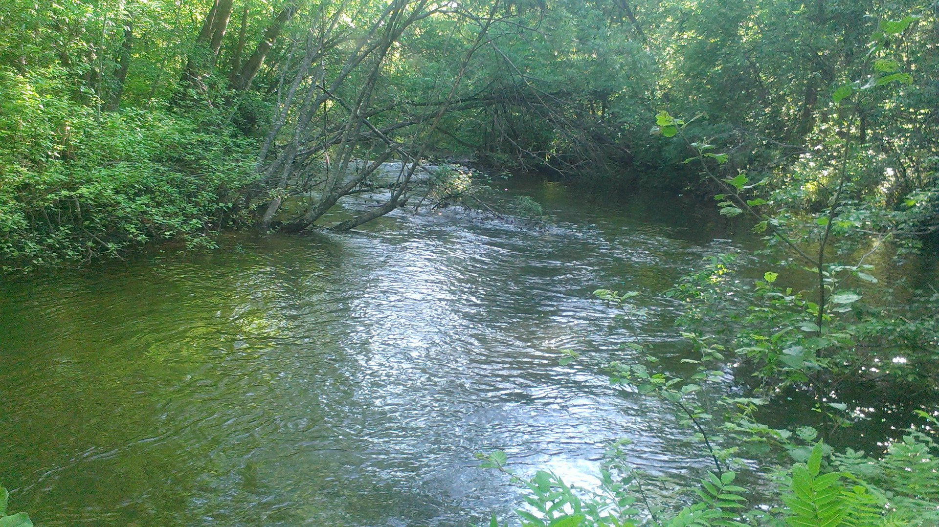 IMAG3740.jpg