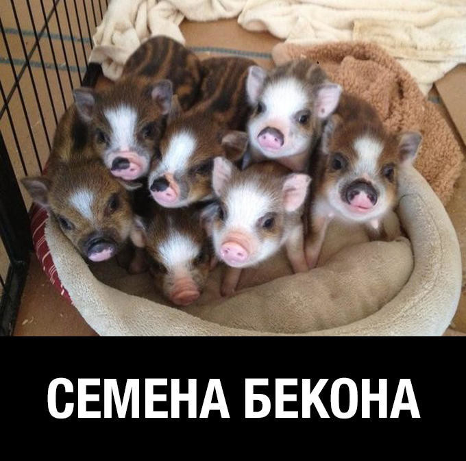 imagчe.jpg