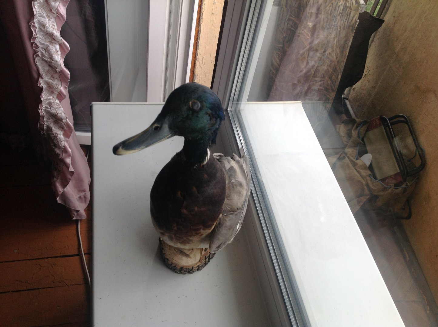 image.jpeg