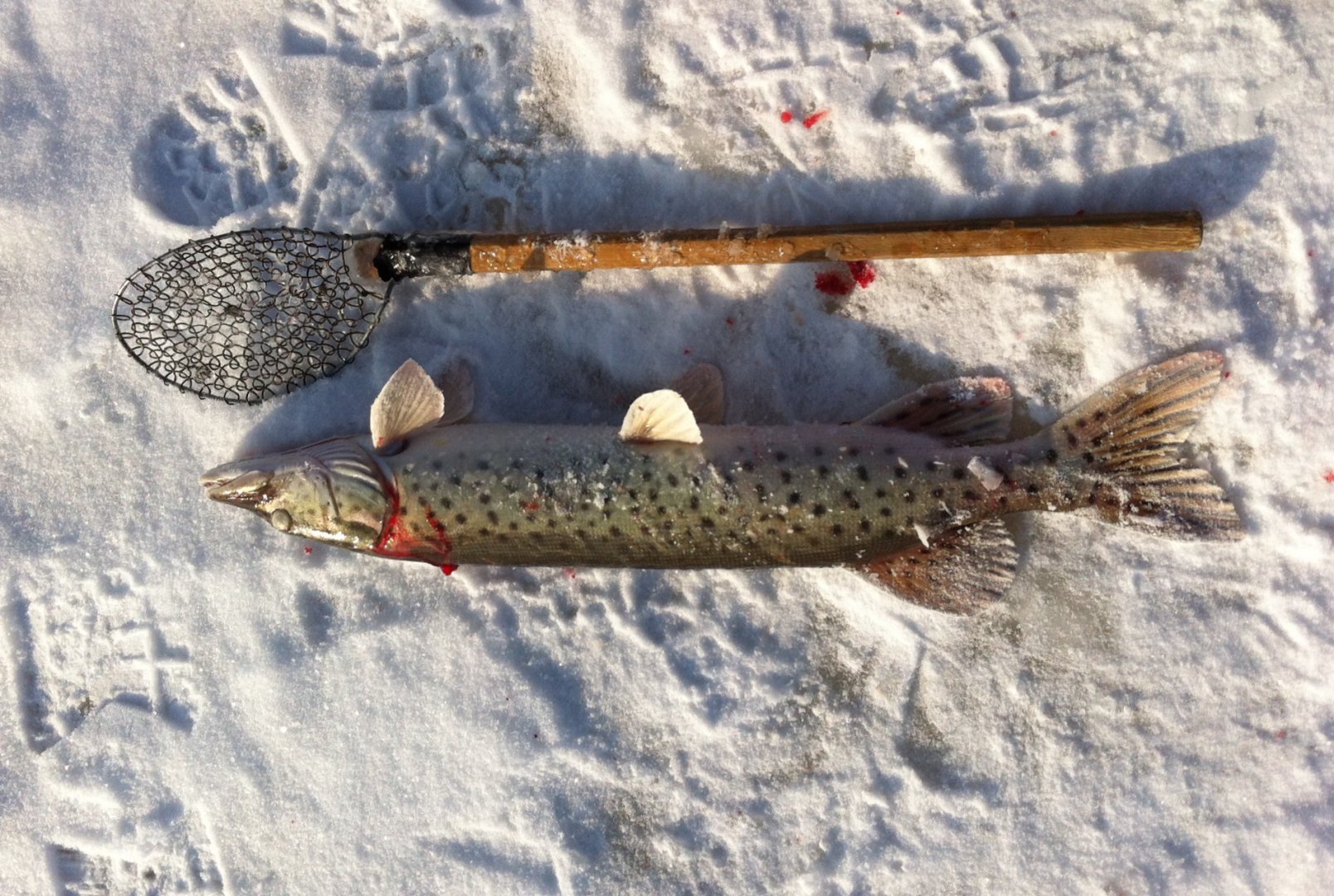 image.jpeg image.jpeg